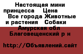 Настоящая мини принцесса  › Цена ­ 25 000 - Все города Животные и растения » Собаки   . Амурская обл.,Благовещенский р-н